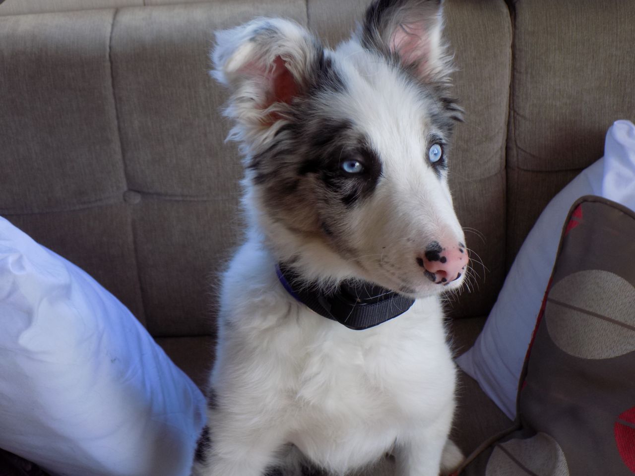 
Precio Border collie...........<strong> $16,500.00</strong> <br><br>


100% pura raza, registrados todos los papeles en regla se envian a cualquier parte de la Republica.<br><br> 

<li>Contrato de compraventa<br><br></li>


<li>Seguro de vida gratuito por escrito de 5 años que cubre muerte en caso de cuestiones virales</li>
<br><br>

<li>Garantía de Pureza Racial<br><br></li>

<li>Certificado de registro inicial que extiende la Federación Canófila Mexicana donde los cachorros se entregan con tatuaje y microchip</li>

