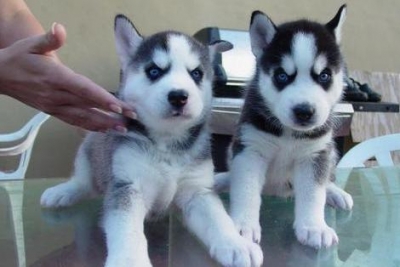 CACHORROS SIBERIANO HUSKY LISTO PARA SU ADOPCIÓN