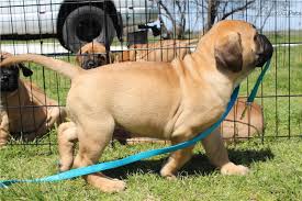 Excelente pedigrí K.c registrado cachorros Bullmastiff