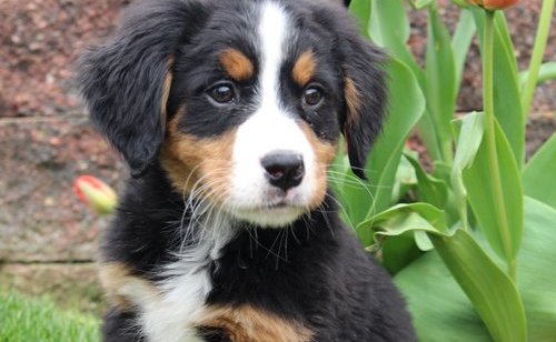 Tenemos una hermosa camada de cachorros Bernese mountain dog. Tanto chicos como chicas disponibles. Ellos son criados bajo techo y se socializa plenamente como tengo una casa muy ocupada. Cachorros será un microchip y desparasitadas pulgas. Mamá es bien amado miembro de nuestra familia con un temperamento excelente. Aunque cachorros no será registrado kc Irán a su nuevo hogar con una copia de su pedigrí.