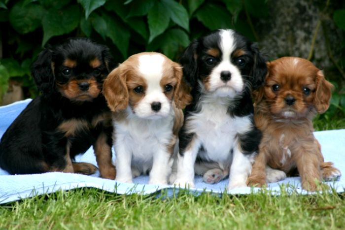 Impresionante cavs preciosa para la venta y listo ahora. Los cachorros han sido veterinario comprobado, flead, desparasitada y habían hecho sus primeras vacunas. Seguro también se da con cada cachorro para empezar.