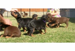 Cachorros machos y hembras doberman