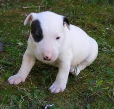 Calidad Bull Terrier CACHORROS Kc registrado