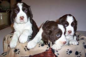 Negro y blanco Springer Spaniel Inglés cachorro para la venta,
<br>Legalmente acoplado con el certificado para probar, Micro astillado, registrado KC, actualizada con medicamentos contra los parásitos.
<br>Hermosas marcas, cachorro muy animado.
<br>Investigaciones originales solamente.