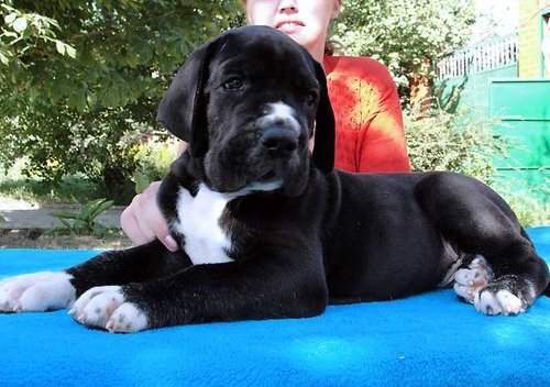 Cachorros gran danés azules