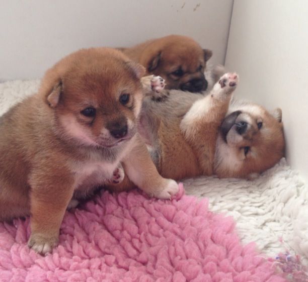 Shiba Inu cachorros listo ahora