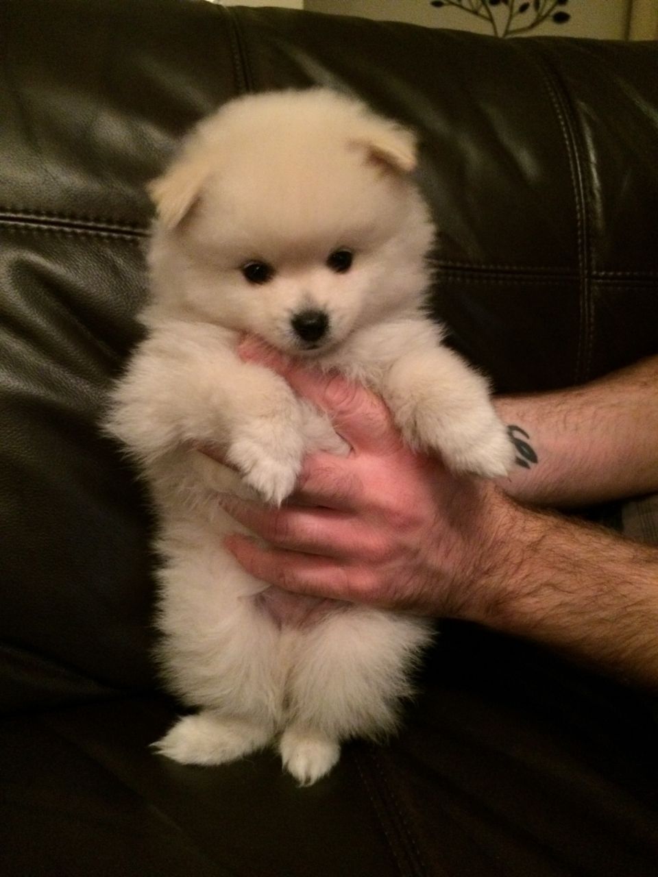 Cachorro de Spitz japonés