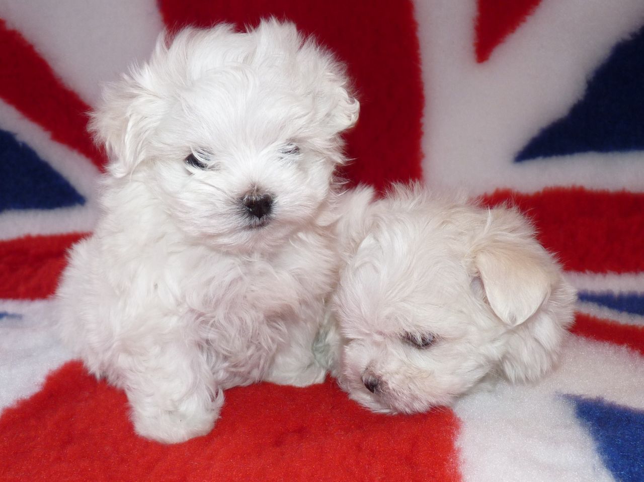 Originales cachorros de Bichón Maltés en México