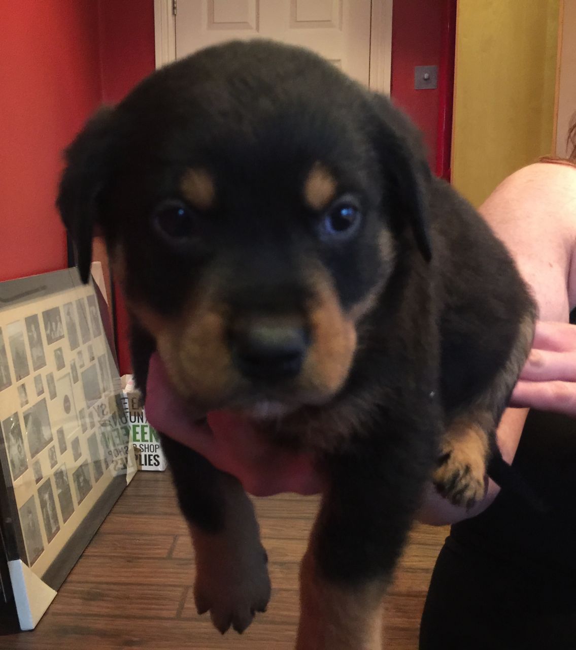 
Precio Rottweiler...........<strong>   $18,000.00</strong> <br><br>


100% pura raza, registrados todos los papeles en regla se envian a cualquier parte de la Republica.<br><br> 

<li>Contrato de compraventa<br><br></li>


<li>Seguro de vida gratuito por escrito de 5 años que cubre muerte en caso de cuestiones virales</li>
<br><br>

<li>Garantía de Pureza Racial<br><br></li>

<li>Certificado de registro inicial que extiende la Federación Canófila Mexicana donde los cachorros se entregan con tatuaje y microchip</li>

