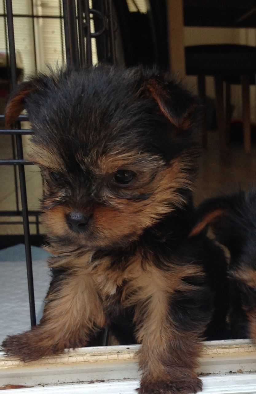 
Precio Yorkshire Terrier...........<strong>$18,000.00   A   $25,000.00  (dependiendo del tamaño, sexo, color y calidad)</strong> <br><br>


100% pura raza, registrados todos los papeles en regla se envian a cualquier parte de la Republica.<br><br> 

<li>Contrato de compraventa<br><br></li>


<li>Seguro de vida gratuito por escrito de 5 años que cubre muerte en caso de cuestiones virales</li>
<br><br>

<li>Garantía de Pureza Racial<br><br></li>

<li>Certificado de registro inicial que extiende la Federación Canófila Mexicana donde los cachorros se entregan con tatuaje y microchip</li>

