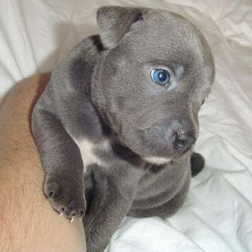 Tenemos 3 cachorros de Staffordshire Bull terrier preciosas a la izquierda de una camada de 9. niño de 1 y 2 girsl izquierda. Traído para arriba en una casa de familia con niños así que maneja todo el tiempo. Mamá es pedigree y padre es \′Azul Byson\′ un excelente kc reg Staffie pero cachorros no vienen con papeles. Vendrán completamente desparasitada y 1 inyección y una caja de comida.