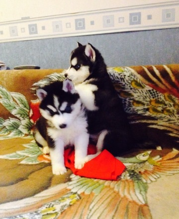 
Precio Siberian husky...........<strong>            $18,500.00  A  $22,000.00  (dependiendo del color)</strong> <br><br>


100% pura raza, registrados todos los papeles en regla se envian a cualquier parte de la Republica.<br><br> 

<li>Contrato de compraventa<br><br></li>


<li>Seguro de vida gratuito por escrito de 5 años que cubre muerte en caso de cuestiones virales</li>
<br><br>

<li>Garantía de Pureza Racial<br><br></li>

<li>Certificado de registro inicial que extiende la Federación Canófila Mexicana donde los cachorros se entregan con tatuaje y microchip</li>

