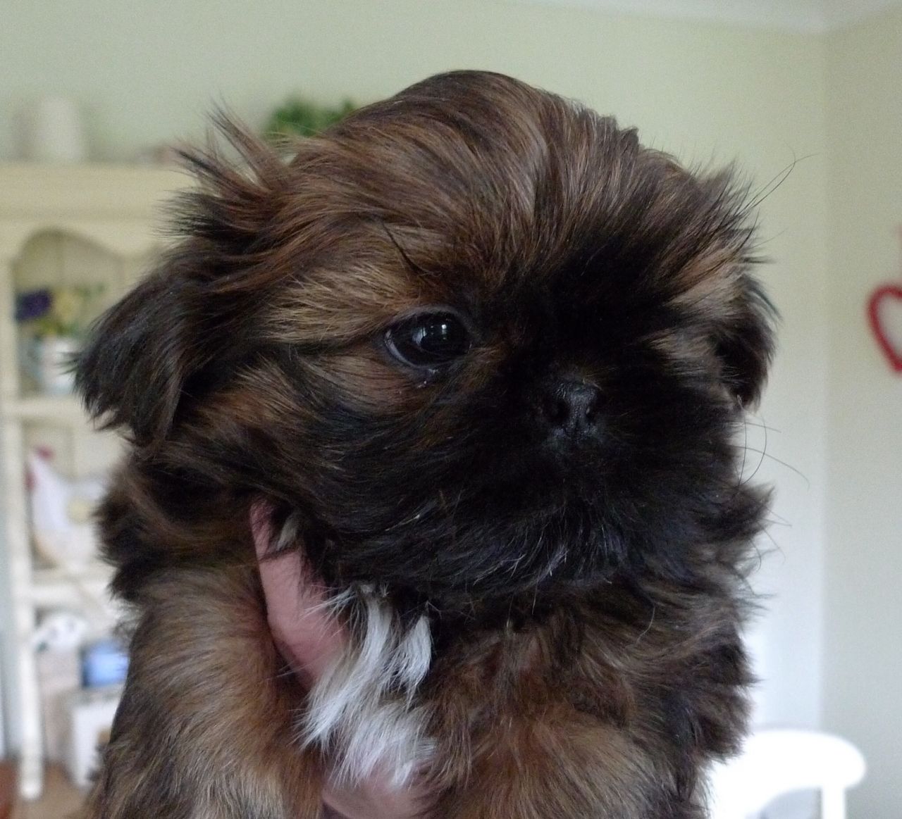 Karashishi Choc naranja Imperial Shih Tzu cachorros