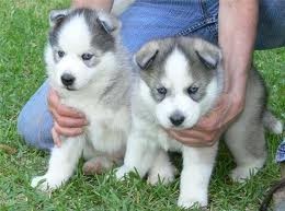 Blanco y Negro Ojos azules Siberian Husky