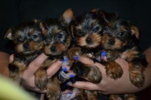 
Precio Yorkshire Terrier...........<strong>$18,000.00   A   $25,000.00  (dependiendo del tamaño, sexo, color y calidad)</strong> <br><br>


100% pura raza, registrados todos los papeles en regla se envian a cualquier parte de la Republica.<br><br> 

<li>Contrato de compraventa<br><br></li>


<li>Seguro de vida gratuito por escrito de 5 años que cubre muerte en caso de cuestiones virales</li>
<br><br>

<li>Garantía de Pureza Racial<br><br></li>

<li>Certificado de registro inicial que extiende la Federación Canófila Mexicana donde los cachorros se entregan con tatuaje y microchip</li>

