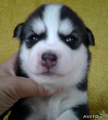 
Precio Siberian husky...........<strong>            $18,500.00  A  $22,000.00  (dependiendo del color)</strong> <br><br>


100% pura raza, registrados todos los papeles en regla se envian a cualquier parte de la Republica.<br><br> 

<li>Contrato de compraventa<br><br></li>


<li>Seguro de vida gratuito por escrito de 5 años que cubre muerte en caso de cuestiones virales</li>
<br><br>

<li>Garantía de Pureza Racial<br><br></li>

<li>Certificado de registro inicial que extiende la Federación Canófila Mexicana donde los cachorros se entregan con tatuaje y microchip</li>

