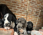 Cachorros de Gran danés