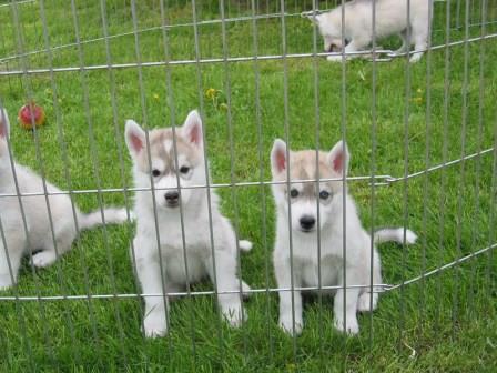 
Precio Siberian husky...........<strong>            $18,500.00  A  $22,000.00  (dependiendo del color)</strong> <br><br>


100% pura raza, registrados todos los papeles en regla se envian a cualquier parte de la Republica.<br><br> 

<li>Contrato de compraventa<br><br></li>


<li>Seguro de vida gratuito por escrito de 5 años que cubre muerte en caso de cuestiones virales</li>
<br><br>

<li>Garantía de Pureza Racial<br><br></li>

<li>Certificado de registro inicial que extiende la Federación Canófila Mexicana donde los cachorros se entregan con tatuaje y microchip</li>

