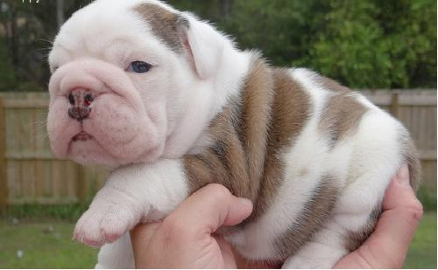 
Precio Bulldog...........<strong>   $35,000.00  A   $60,000.00    (dependiendo la calidad)</strong> <br><br>


100% pura raza, registrados todos los papeles en regla se envian a cualquier parte de la Republica.<br><br> 

<li>Contrato de compraventa<br><br></li>


<li>Seguro de vida gratuito por escrito de 5 años que cubre muerte en caso de cuestiones virales</li>
<br><br>

<li>Garantía de Pureza Racial<br><br></li>

<li>Certificado de registro inicial que extiende la Federación Canófila Mexicana donde los cachorros se entregan con tatuaje y microchip</li>


