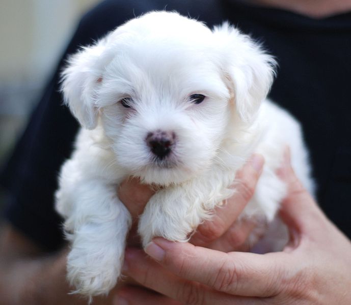  Preciosos cachorros de Bichon Maltés disponibles