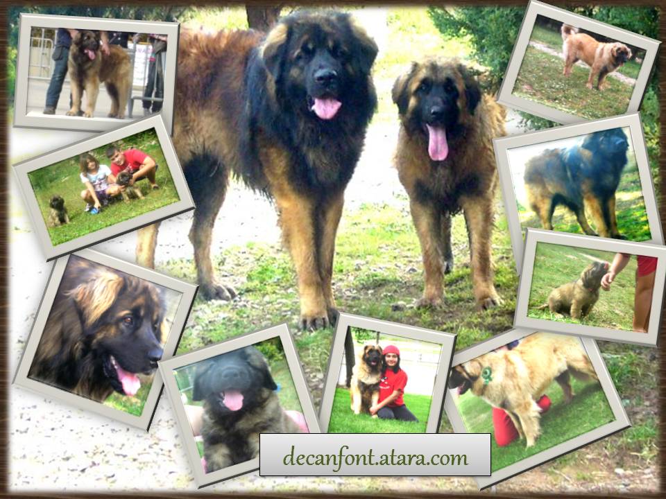 Crianza selectiva del Leonberger y San Bernardo. Lineas europeas actuales de descendencias de campeones acreditados y de gran prestigio. Criando bajo las normas establecidas de cada raza , nuestros ejemplares están libres de enfermedades genéticas acreditando sus certificados de salud , padres a la vista , crianza familiar y socialización de nuestros ejemplares y sus cachorros, controles veterinarios permanentes.
<br>
<br>http://decanfont.atara.com
<br>
<br>tf. 0034 689758799