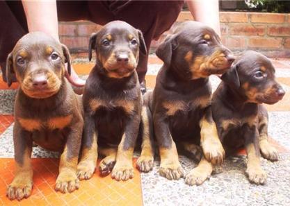 
Precio Doberman...........<strong>            $16,500.00  A  $18,500.00    (dependiendo del tamaño)</strong> <br><br>


100% pura raza, registrados todos los papeles en regla se envian a cualquier parte de la Republica.<br><br> 

<li>Contrato de compraventa<br><br></li>


<li>Seguro de vida gratuito por escrito de 5 años que cubre muerte en caso de cuestiones virales</li>
<br><br>

<li>Garantía de Pureza Racial<br><br></li>

<li>Certificado de registro inicial que extiende la Federación Canófila Mexicana donde los cachorros se entregan con tatuaje y microchip</li>

