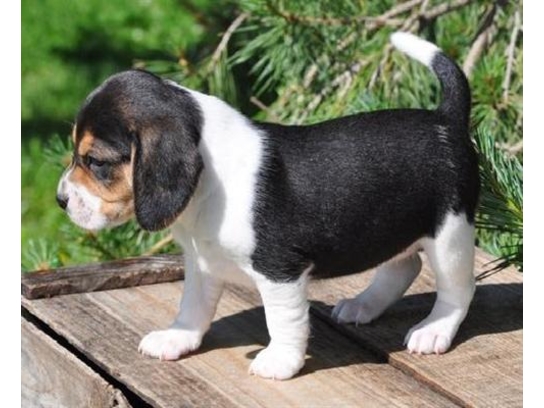 
Precio Beagle...........<strong>$16,500.00</strong> <br><br>

100% pura raza, registrados todos los papeles en regla se envian a cualquier parte de la Republica.<br><br> 

<li>Contrato de compraventa<br><br></li>


<li>Seguro de vida gratuito por escrito de 5 años que cubre muerte en caso de cuestiones virales</li>
<br><br>

<li>Garantía de Pureza Racial<br><br></li>


<li>Certificado de registro inicial que extiende la Federación Canófila Mexicana donde los cachorros se entregan con tatuaje y microchip<br><br></li>

