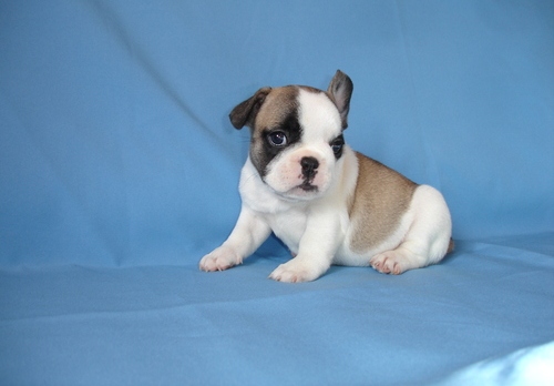 Hermoso y adorable macho y hembra Bulldog frances cachorros regalo