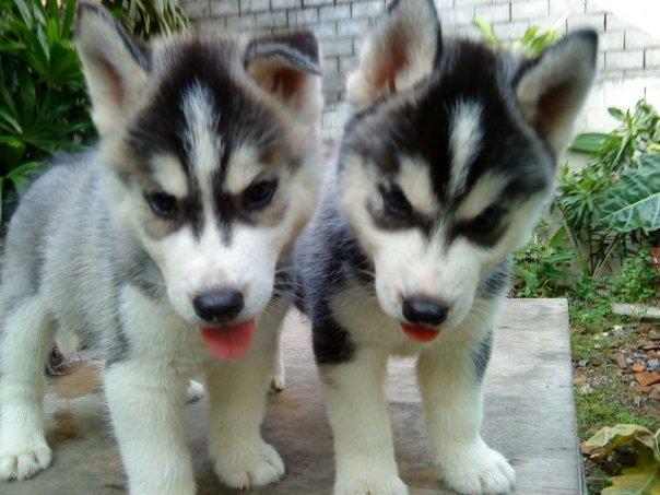 
Precio Siberian husky...........<strong>            $18,500.00  A  $22,000.00  (dependiendo del color)</strong> <br><br>


100% pura raza, registrados todos los papeles en regla se envian a cualquier parte de la Republica.<br><br> 

<li>Contrato de compraventa<br><br></li>


<li>Seguro de vida gratuito por escrito de 5 años que cubre muerte en caso de cuestiones virales</li>
<br><br>

<li>Garantía de Pureza Racial<br><br></li>

<li>Certificado de registro inicial que extiende la Federación Canófila Mexicana donde los cachorros se entregan con tatuaje y microchip</li>

