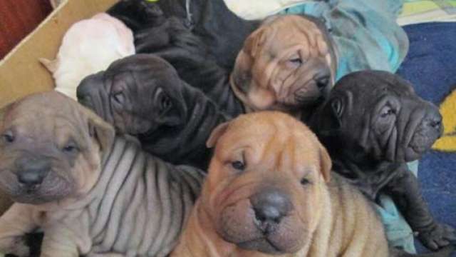 Los cachorros Shar pei en venta