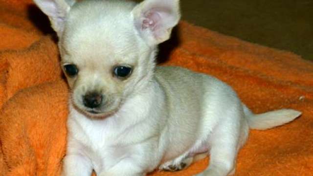 
Precio Chihuahua...........<strong>     $16,500.00  A   $20,000.00    (dependiendo del tamaño y color)</strong> <br><br>


100% pura raza, registrados todos los papeles en regla se envian a cualquier parte de la Republica.<br><br> 

<li>Contrato de compraventa<br><br></li>


<li>Seguro de vida gratuito por escrito de 5 años que cubre muerte en caso de cuestiones virales</li>
<br><br>

<li>Garantía de Pureza Racial<br><br></li>

<li>Certificado de registro inicial que extiende la Federación Canófila Mexicana donde los cachorros se entregan con tatuaje y microchip</li>

