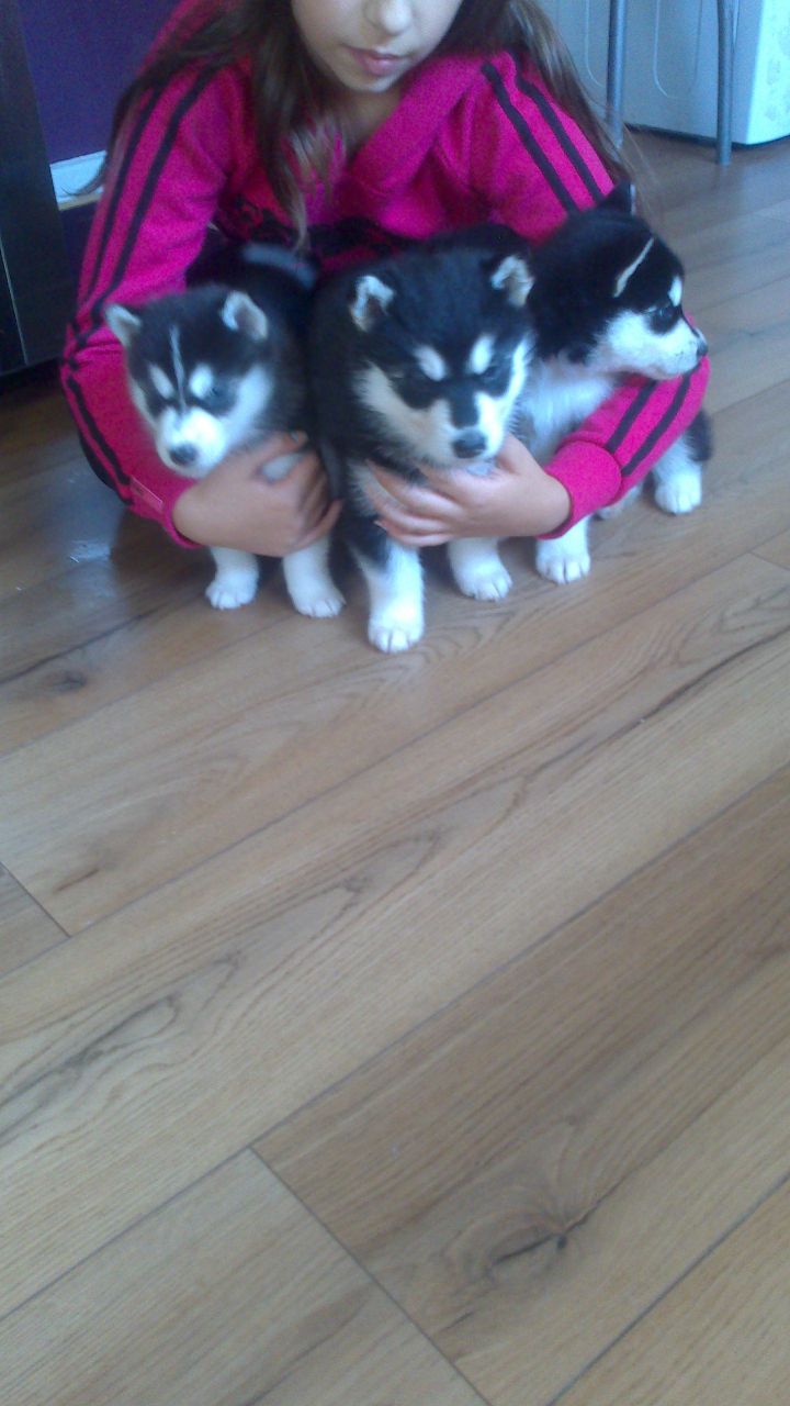 
Precio Siberian husky...........<strong>            $18,500.00  A  $22,000.00  (dependiendo del color)</strong> <br><br>


100% pura raza, registrados todos los papeles en regla se envian a cualquier parte de la Republica.<br><br> 

<li>Contrato de compraventa<br><br></li>


<li>Seguro de vida gratuito por escrito de 5 años que cubre muerte en caso de cuestiones virales</li>
<br><br>

<li>Garantía de Pureza Racial<br><br></li>

<li>Certificado de registro inicial que extiende la Federación Canófila Mexicana donde los cachorros se entregan con tatuaje y microchip</li>

