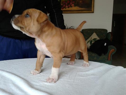 Cachorros american staffordshire terrier
<br>