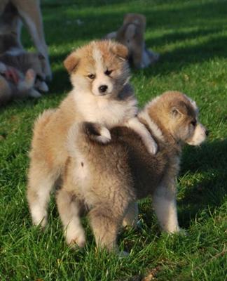 Encantadores cachorros akita inu