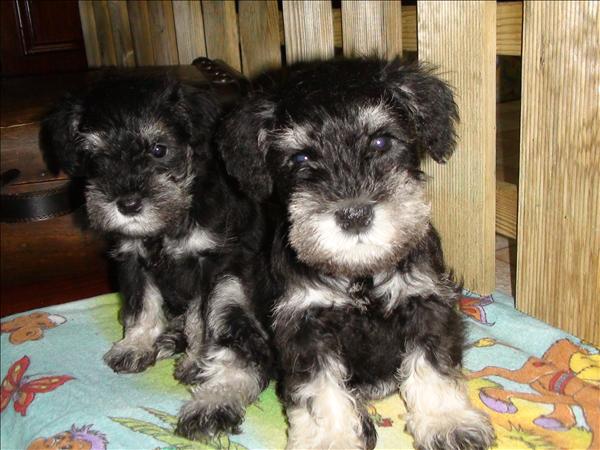 
Precio Schnauzer...........<strong>      $15,000.00   A   $22,000.00  (dependiendo del tamaño y color)</strong> <br><br>


100% pura raza, registrados todos los papeles en regla se envian a cualquier parte de la Republica.<br><br> 

<li>Contrato de compraventa<br><br></li>


<li>Seguro de vida gratuito por escrito de 5 años que cubre muerte en caso de cuestiones virales</li>
<br><br>

<li>Garantía de Pureza Racial<br><br></li>

<li>Certificado de registro inicial que extiende la Federación Canófila Mexicana donde los cachorros se entregan con tatuaje y microchip</li>

