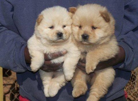 preciosas cachorritas de chow chow