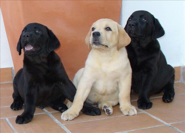 Cahorros Labrador en venta