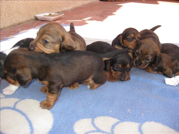 Vendo cachorros Raza Teckel, machos y hembras