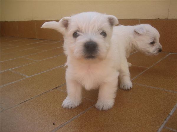 
Precio West highland white terrier...........<strong>$22,000.00</strong> <br><br>


100% pura raza, registrados todos los papeles en regla se envian a cualquier parte de la Republica.<br><br> 

<li>Contrato de compraventa<br><br></li>


<li>Seguro de vida gratuito por escrito de 5 años que cubre muerte en caso de cuestiones virales</li>
<br><br>

<li>Garantía de Pureza Racial<br><br></li>

<li>Certificado de registro inicial que extiende la Federación Canófila Mexicana donde los cachorros se entregan con tatuaje y microchip</li>

