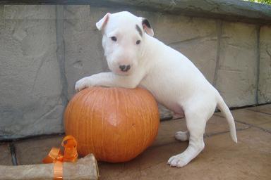 
Precio Bull Terrier...........<strong>    $18,000.00  A   $25,000.00    ( dependiendo tamaño y color)</strong> <br><br>


100% pura raza, registrados todos los papeles en regla se envian a cualquier parte de la Republica.<br><br> 

<li>Contrato de compraventa<br><br></li>


<li>Seguro de vida gratuito por escrito de 5 años que cubre muerte en caso de cuestiones virales</li>
<br><br>

<li>Garantía de Pureza Racial<br><br></li>

<li>Certificado de registro inicial que extiende la Federación Canófila Mexicana donde los cachorros se entregan con tatuaje y microchip</li>

