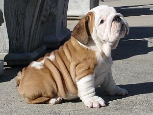 Cachorros bulldog Inglés 