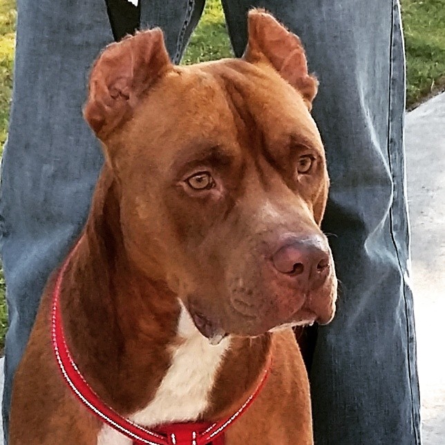 Busco Casa, Familia que me pueda adoptar