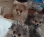 Pomeranian Spitz Alemán enano.
<br>Cachorros de 3 1/2 meses. Con pedigree. Hembras y macho. Padre ascendencia rusa. 
<br>Preciosos, completamente saludables, ya tienen todas las vacunas