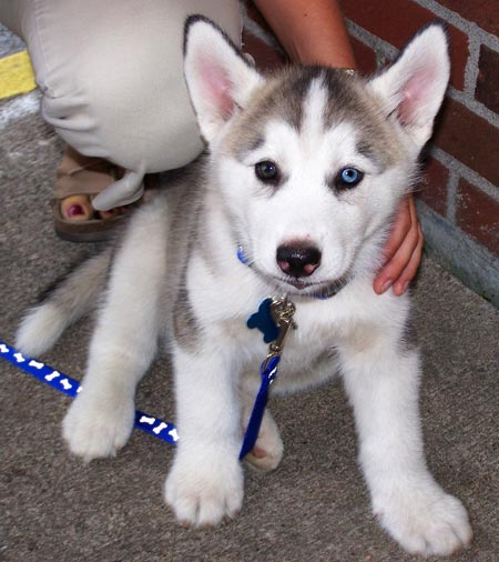 
Precio Siberian husky...........<strong>            $18,500.00  A  $22,000.00  (dependiendo del color)</strong> <br><br>


100% pura raza, registrados todos los papeles en regla se envian a cualquier parte de la Republica.<br><br> 

<li>Contrato de compraventa<br><br></li>


<li>Seguro de vida gratuito por escrito de 5 años que cubre muerte en caso de cuestiones virales</li>
<br><br>

<li>Garantía de Pureza Racial<br><br></li>

<li>Certificado de registro inicial que extiende la Federación Canófila Mexicana donde los cachorros se entregan con tatuaje y microchip</li>


