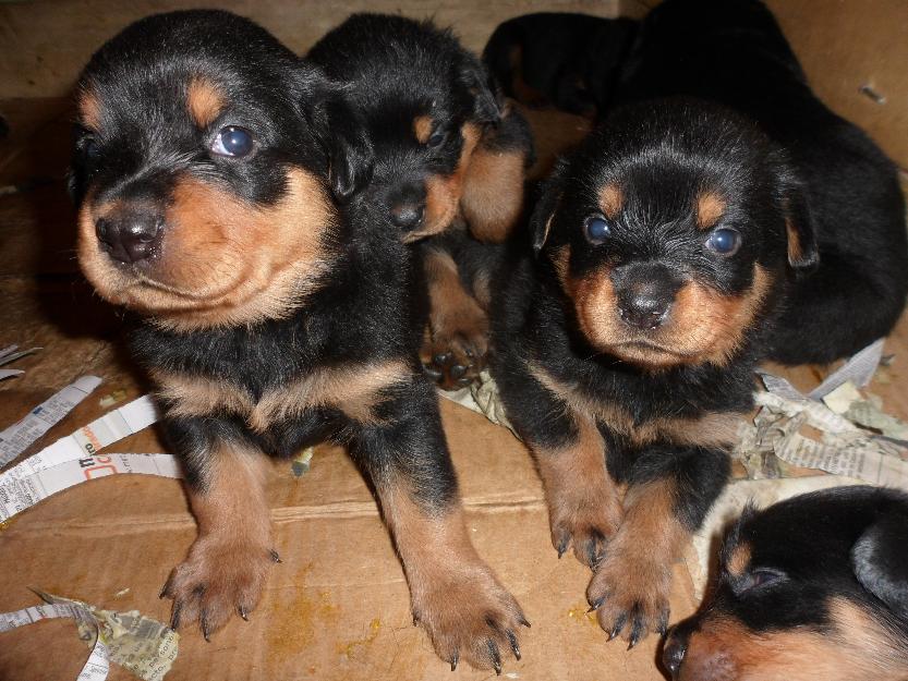 
Precio Rottweiler...........<strong>   $18,000.00</strong> <br><br>


100% pura raza, registrados todos los papeles en regla se envian a cualquier parte de la Republica.<br><br> 

<li>Contrato de compraventa<br><br></li>


<li>Seguro de vida gratuito por escrito de 5 años que cubre muerte en caso de cuestiones virales</li>
<br><br>

<li>Garantía de Pureza Racial<br><br></li>

<li>Certificado de registro inicial que extiende la Federación Canófila Mexicana donde los cachorros se entregan con tatuaje y microchip</li>

