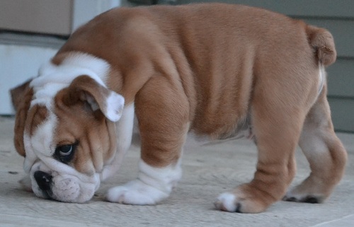 Cachorros bulldog Inglés