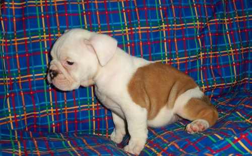 
Precio Bulldog...........<strong>   $35,000.00  A   $60,000.00    (dependiendo la calidad)</strong> <br><br>


100% pura raza, registrados todos los papeles en regla se envian a cualquier parte de la Republica.<br><br> 

<li>Contrato de compraventa<br><br></li>


<li>Seguro de vida gratuito por escrito de 5 años que cubre muerte en caso de cuestiones virales</li>
<br><br>

<li>Garantía de Pureza Racial<br><br></li>

<li>Certificado de registro inicial que extiende la Federación Canófila Mexicana donde los cachorros se entregan con tatuaje y microchip</li>

