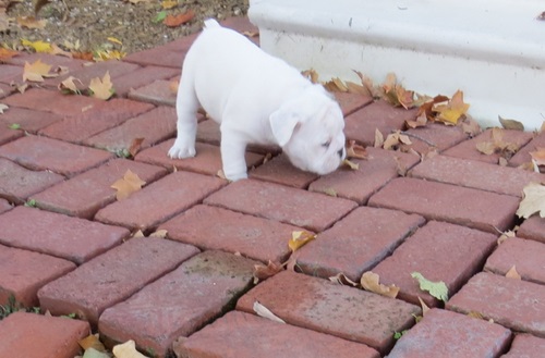 Cachorros bulldog Inglés