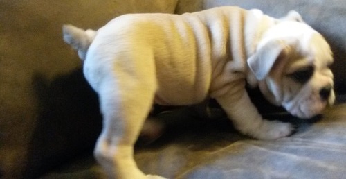 
Precio Bulldog...........<strong>   $35,000.00  A   $60,000.00    (dependiendo la calidad)</strong> <br><br>


100% pura raza, registrados todos los papeles en regla se envian a cualquier parte de la Republica.<br><br> 

<li>Contrato de compraventa<br><br></li>


<li>Seguro de vida gratuito por escrito de 5 años que cubre muerte en caso de cuestiones virales</li>
<br><br>

<li>Garantía de Pureza Racial<br><br></li>

<li>Certificado de registro inicial que extiende la Federación Canófila Mexicana donde los cachorros se entregan con tatuaje y microchip</li>

