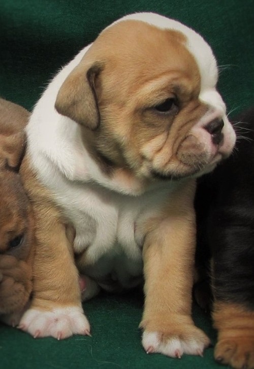 
Precio Bulldog...........<strong>   $35,000.00  A   $60,000.00    (dependiendo la calidad)</strong> <br><br>


100% pura raza, registrados todos los papeles en regla se envian a cualquier parte de la Republica.<br><br> 

<li>Contrato de compraventa<br><br></li>


<li>Seguro de vida gratuito por escrito de 5 años que cubre muerte en caso de cuestiones virales</li>
<br><br>

<li>Garantía de Pureza Racial<br><br></li>

<li>Certificado de registro inicial que extiende la Federación Canófila Mexicana donde los cachorros se entregan con tatuaje y microchip</li>

